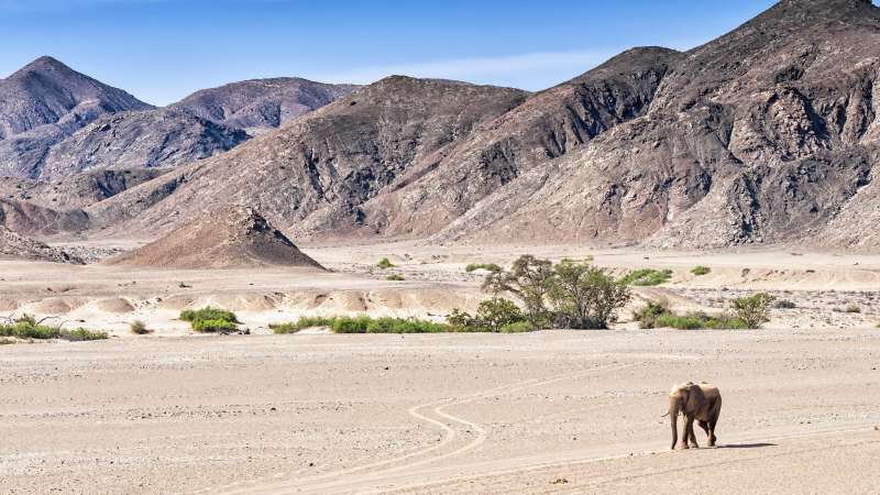 Desert elephant Namibia