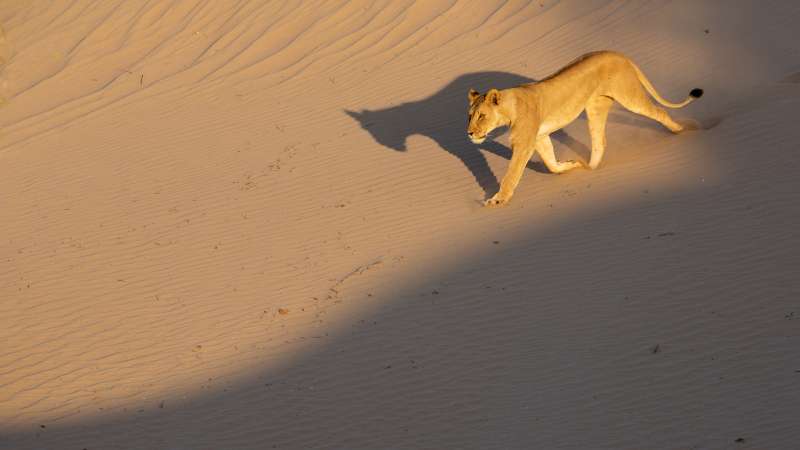 Desert adapted animals Namibia
