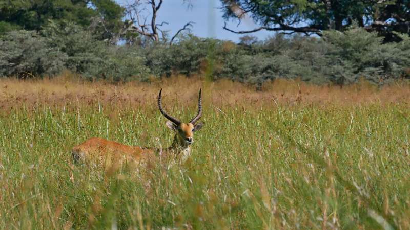 Letchwe antelope in Caprivi wetlands