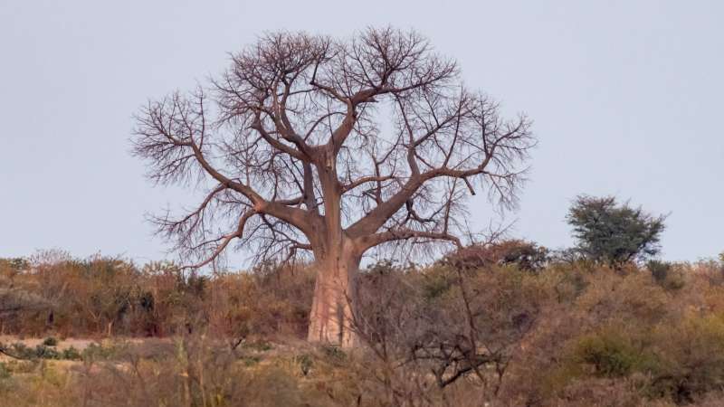 Baobab Tree in Caprivi Strip Namibia Safari Landscapes