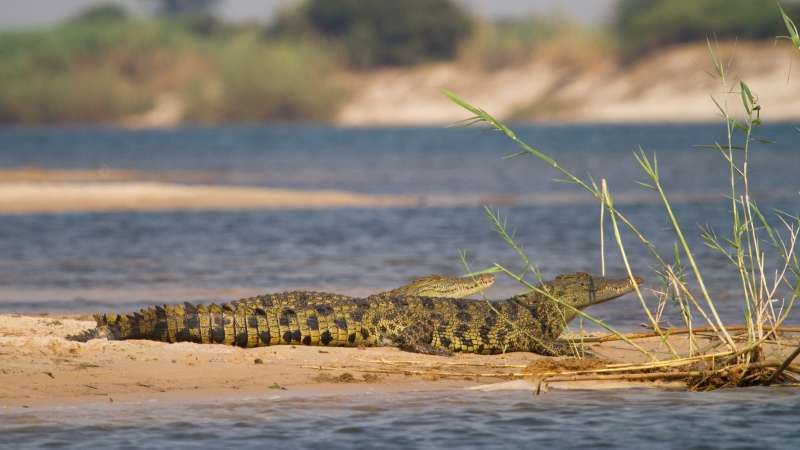 Crocodiles in Caprivi Namibia River Safari Wildlife