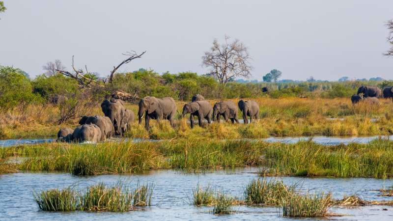 Elephants by Kwando River Caprivi Strip Namibia Safari