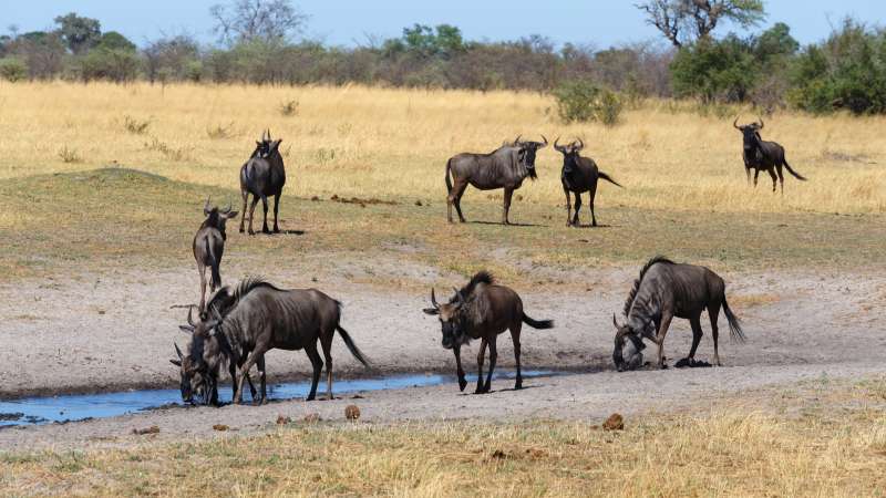 Wildebeest at Waterhole Caprivi Strip Namibia Safari
