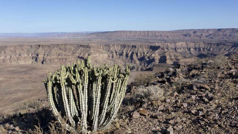 Euphorbia at fish river canyon