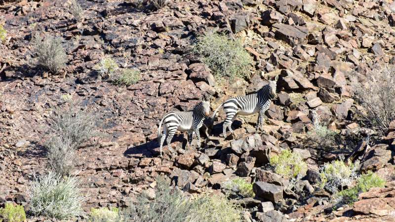 Zebra in fish river canyon namibia