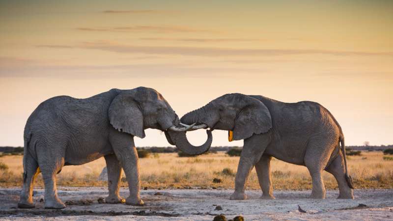 Elephants makgadikgadi