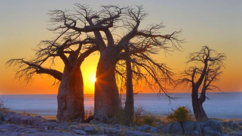Kubu island makgadikgadi