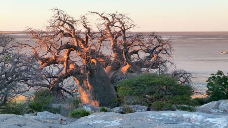 Makgadikgadi baobabs