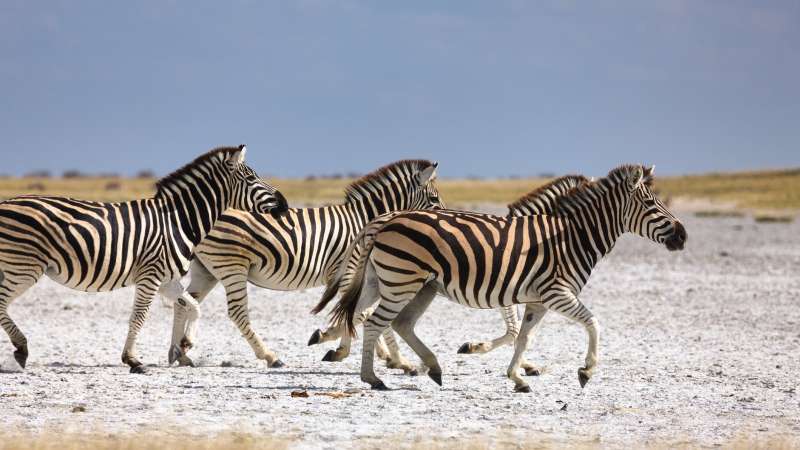 Makgadikgadi zebra migration