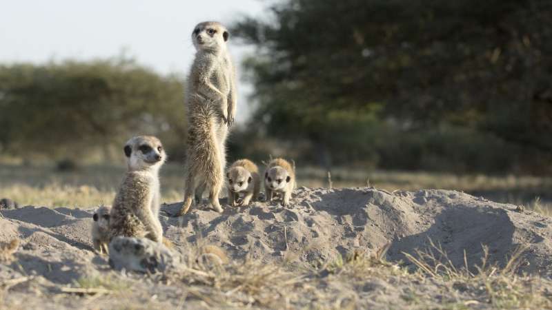 Meerkats makgadikgadi