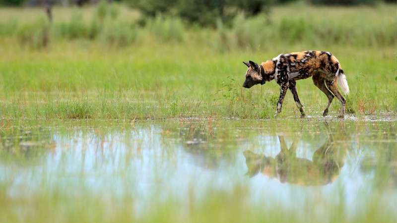 African wild dog Moremi
