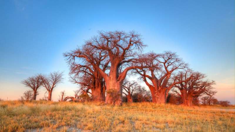 Baines baobab nxai pan