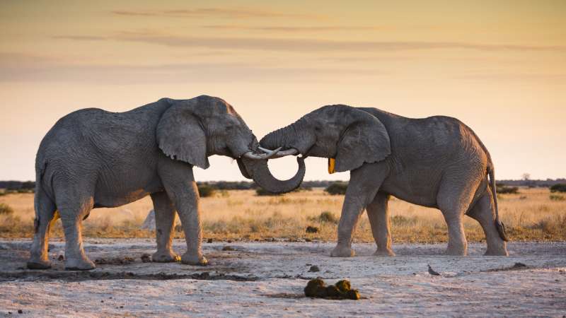 Elephants makgadikgadi
