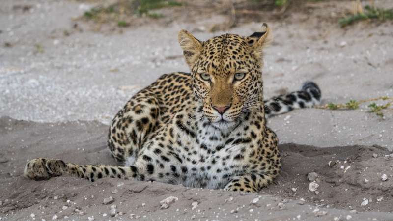 Leopard in Nxai Pan National Park