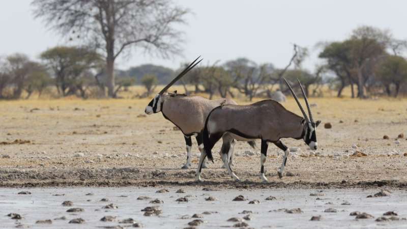 Oryx nxai pan