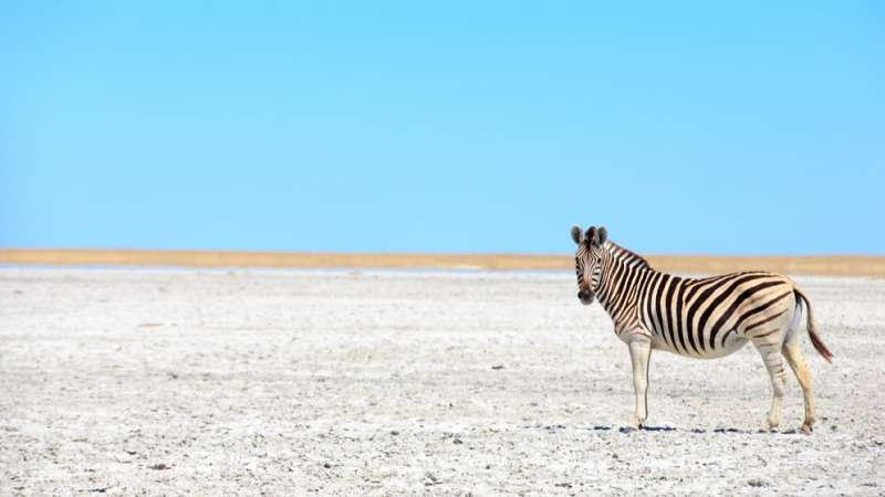 Zebra at Nxai Pans