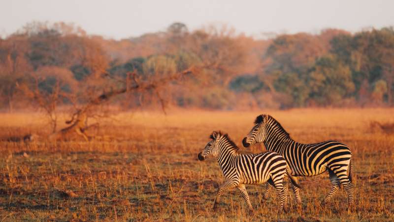Kafue zambia