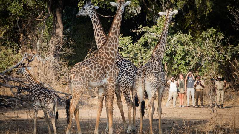 South luangwa walking safaris