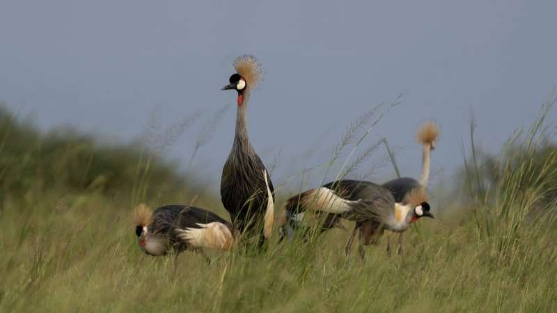 Queen Elizabeth National Park exceptional birding