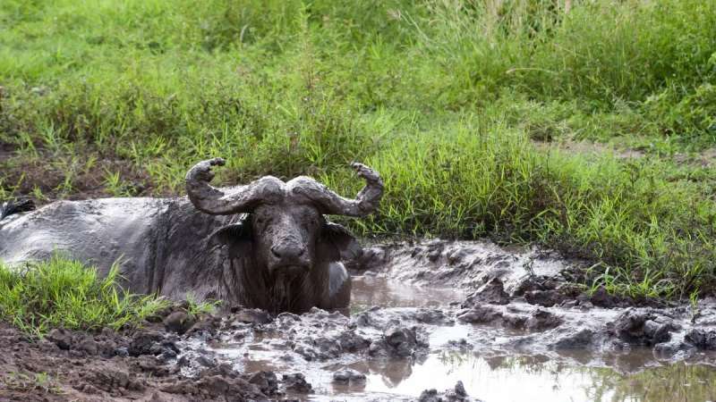 Buffalo mud bath queen elizabeth national park