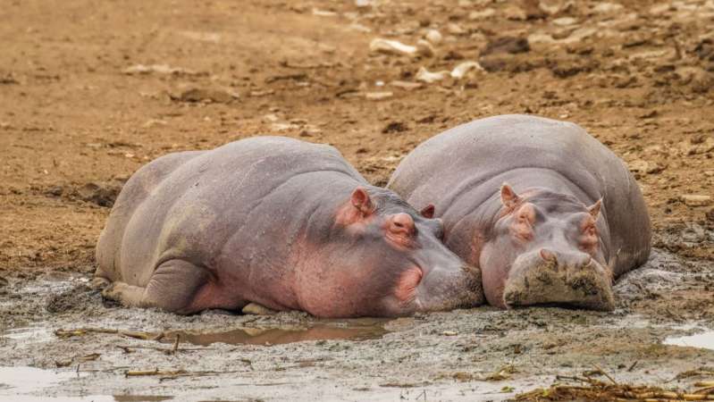 Hippos resting queen elizabeth national park