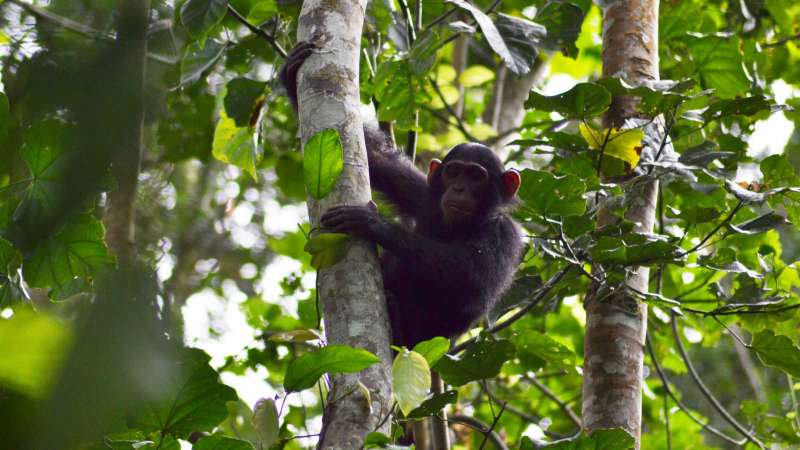 Queen elizabeth np chimp trekking - uganda