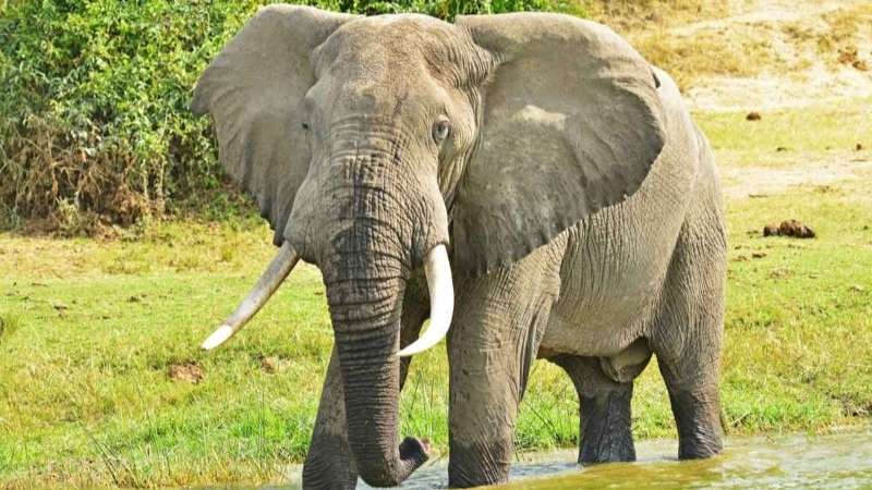 Queen elizabeth safari elephant