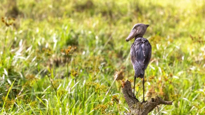 Shoebill stork queen elizabeth national park