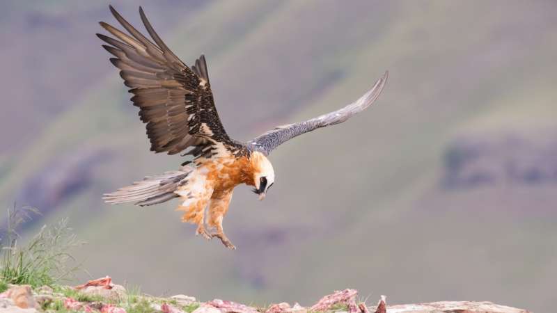 Bearded vulture near giants castle drakensberg