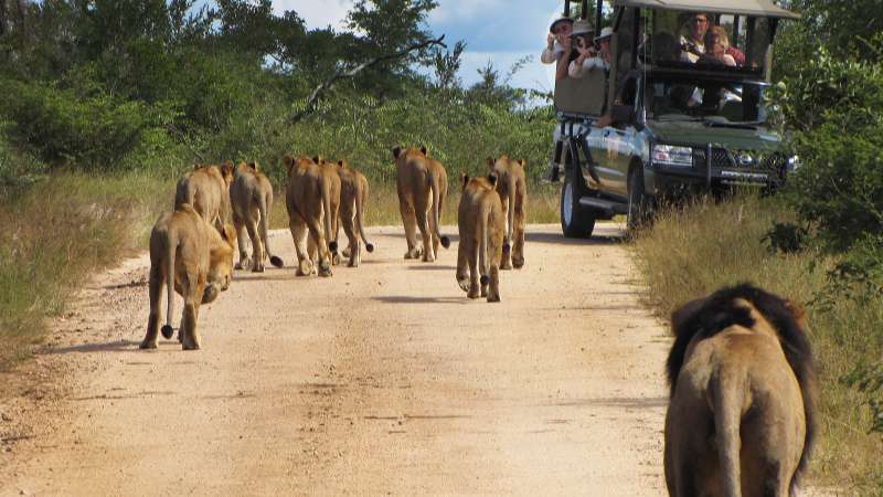 Big 5 Kruger National Park