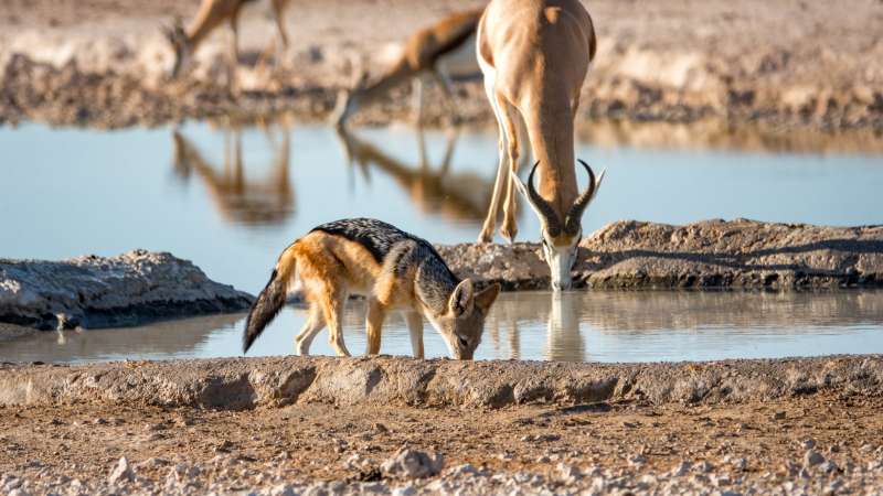 Etosha combines well with Sossusvlei Namibia