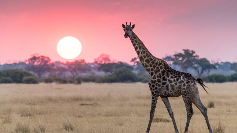 Wild Savuti sunset Botswana safari
