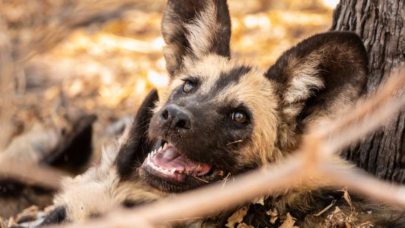 Wild dog Botswana safari