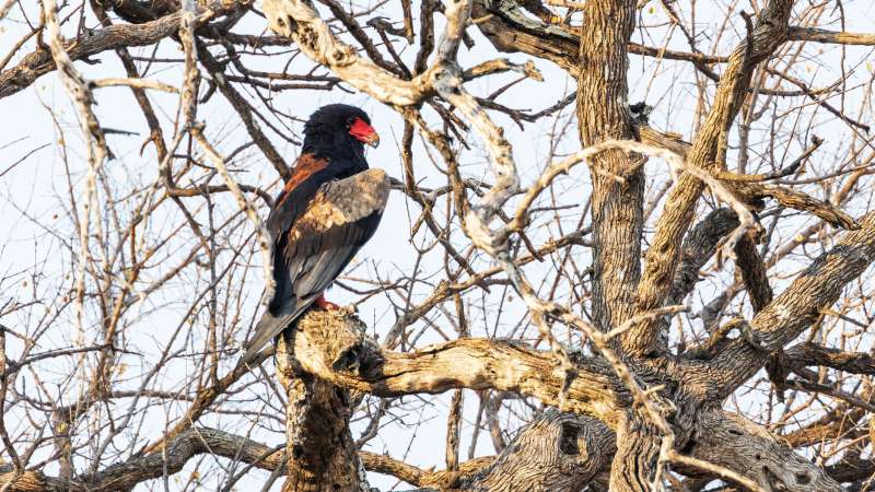 Batteleur eagle Savuti safari