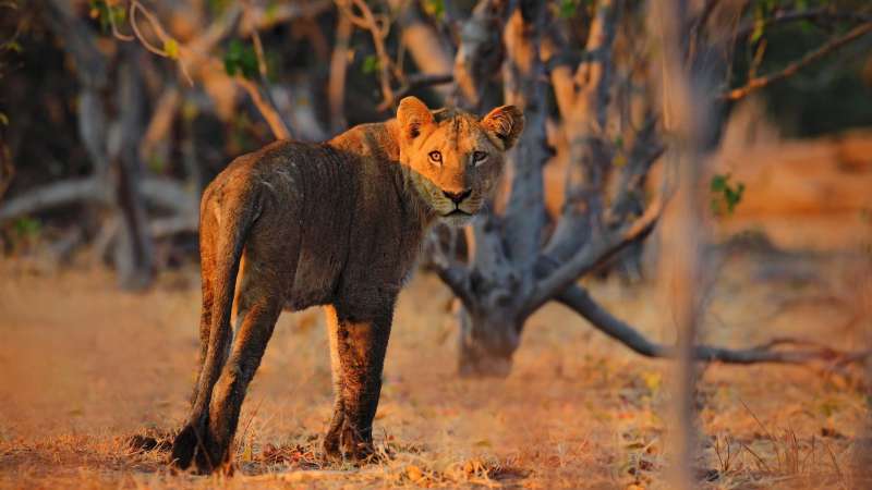 Lioness savuti
