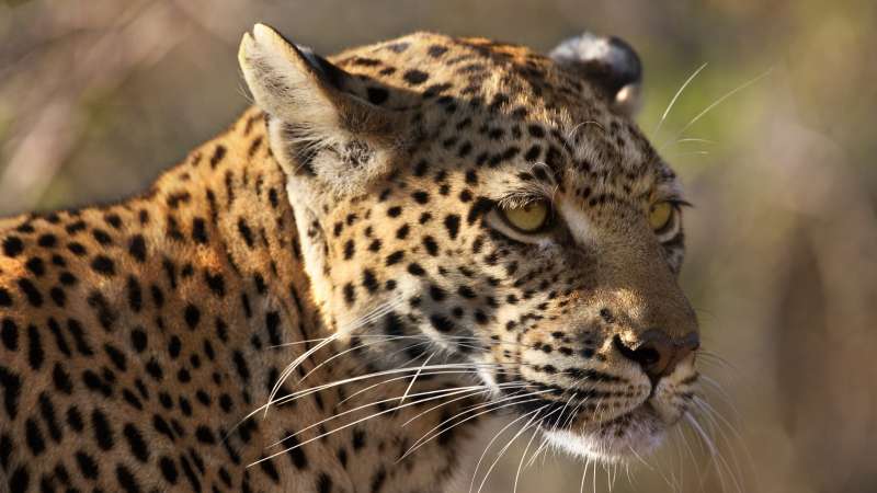 Leopard on Savuti safari Botswana
