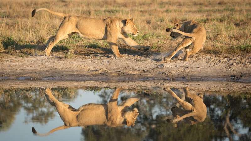Savuti lions