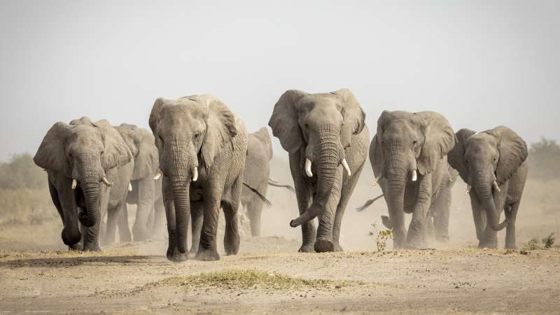 Savuti elephants