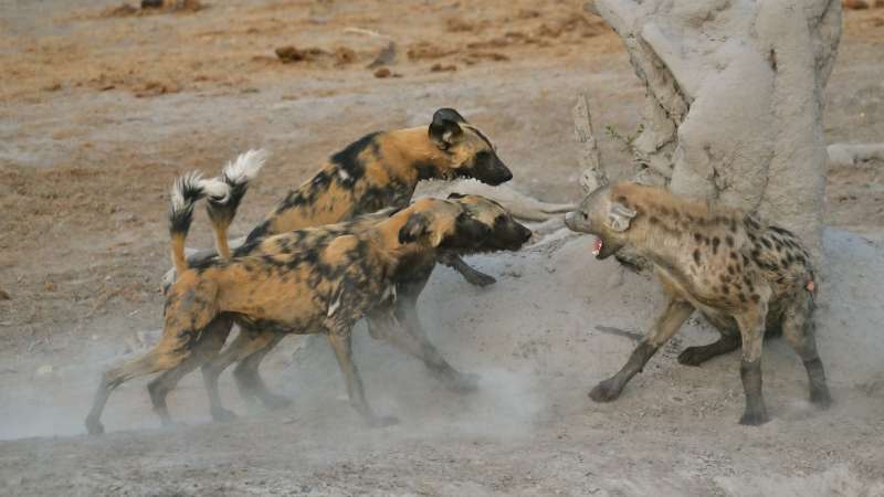 Savuti safaris exceptional predator action
