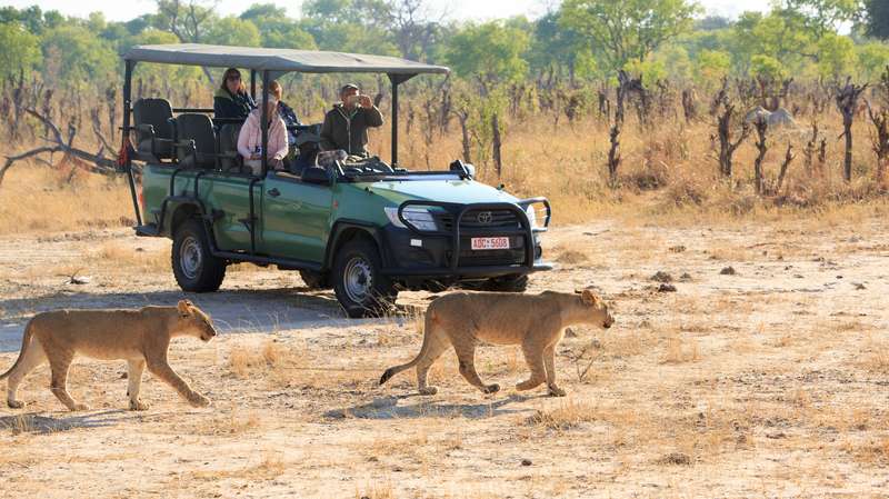 Safari in Hwange