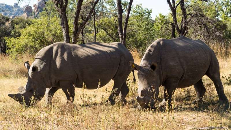 White rhino matobo