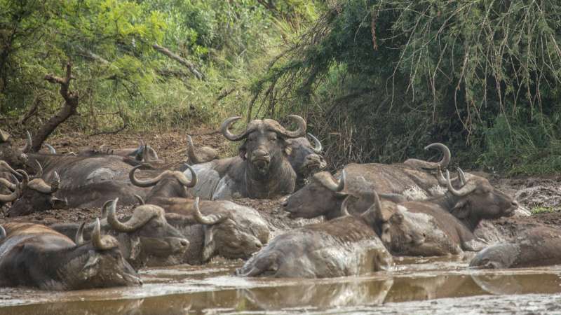 Big 5 Buffalo Hluhluwe