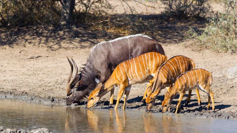 Nyala family in hluhluwe-iMfolozi