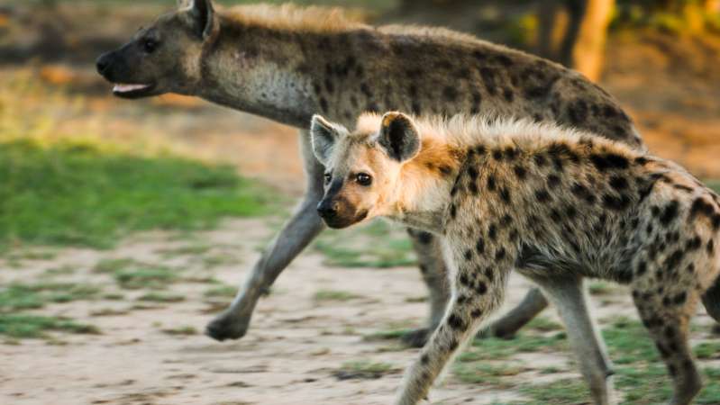 Hyena hluhluwe imfolozi