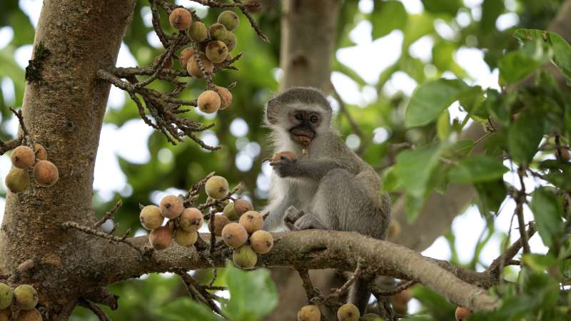 Vervet monkey Hluhluwe-iMfolozi