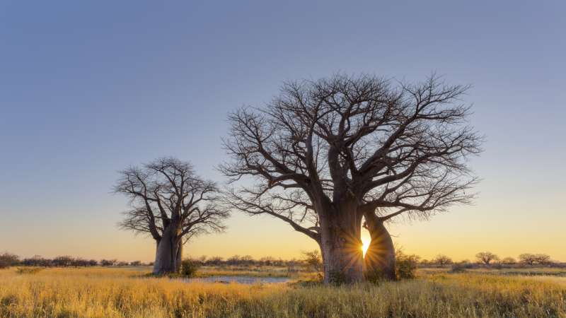 Baobab Trees in the Kalahari Botswana