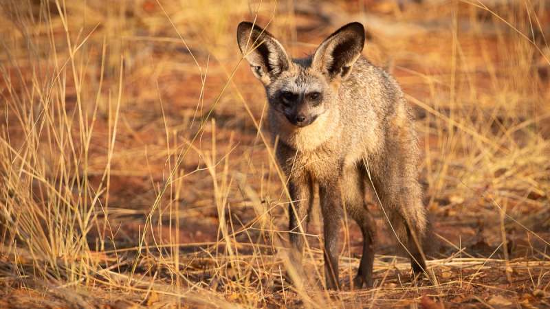 Bat-Eared Fox in the Central Kalahari Game Reserve
