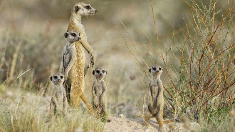 Meerkat Family on the Lookout in Central Kalahari Game Reserve