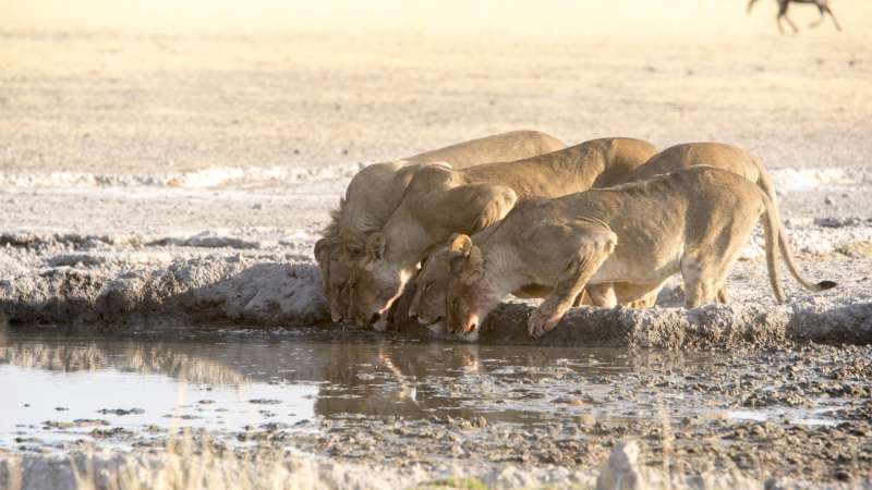 Lions Drinking at Waterhole in Central Kalahari