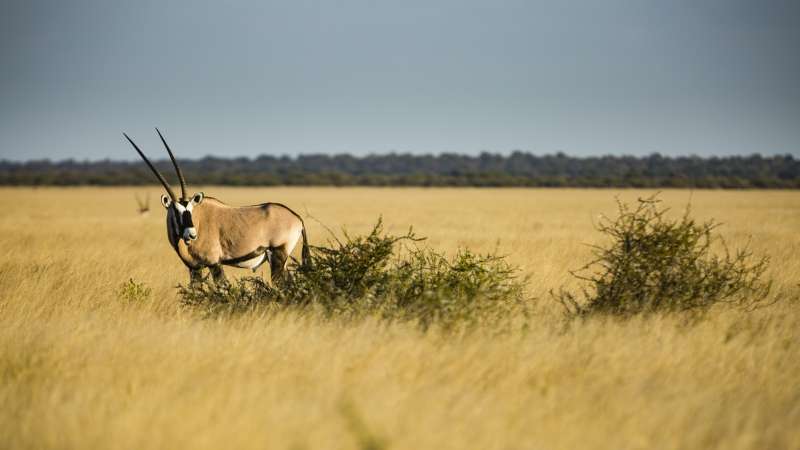 Oryx or Gemsbok in Central Kalahari Botswana